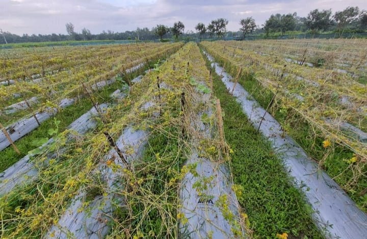 বগুড়ায় অতিবৃষ্টির কারণে কৃষকদের কপালে চিন্তার ভাঁজ