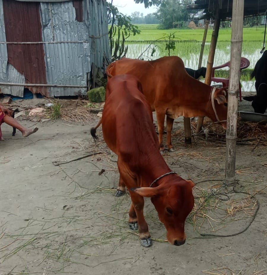 ডিমলায় উদ্ধার হওয়া ভারতীয় গরু বিক্রির অভিযোগ
