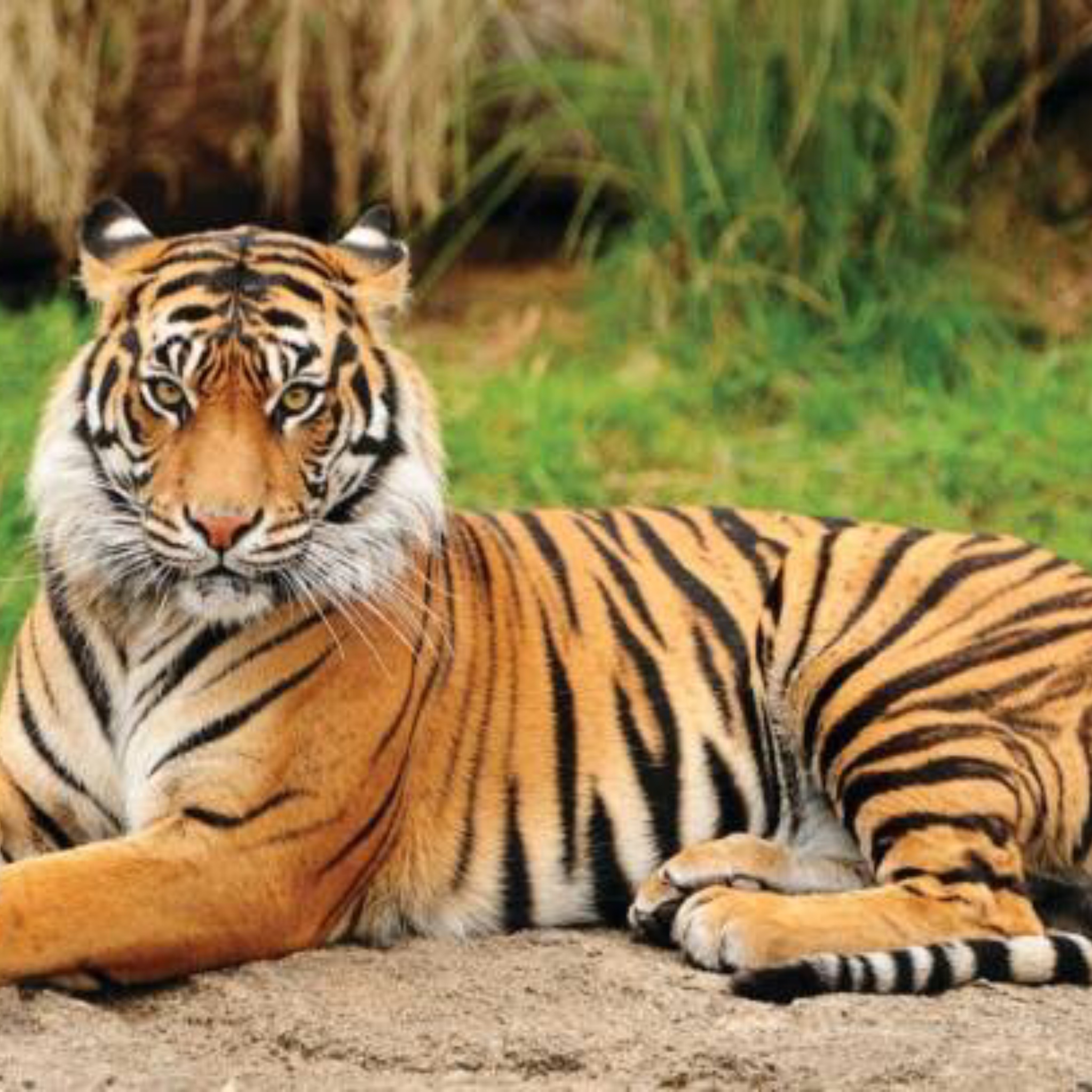 সুন্দরবনের রয়েল বেঙ্গল টাইগারের সংখ্যা বৃদ্ধি পেয়েছে বিলুপ্তির ঝুঁকি কাটিয়ে
