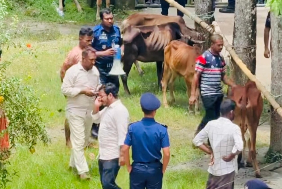 মেহেন্দিগঞ্জে প্রকাশ্য নিলামে ২৮টি জব্দ গরু বিক্রি, সরকারি কোষাগারে জমা হবে ১৬ লাখ ৪৫ হাজার টাকা।