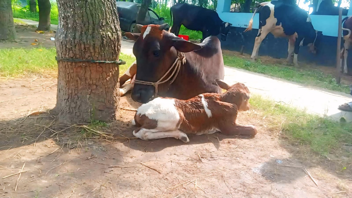 উদ্ধার হওয়া গরুর লালন-পালন হচ্ছে রাণীনগর থানায়: জন্ম হয়েছে এঁড়ে বাছুরের