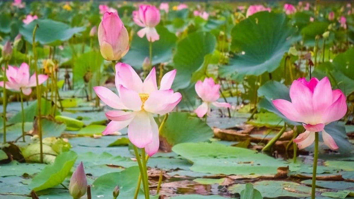 কোটালীপাড়ার মুশরিয়া পদ্মবিল যেন প্রকৃতির অপরুপ সৌন্দর্য