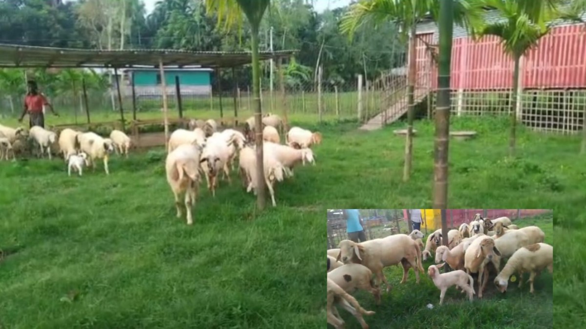 গাড়ল পালনে স্বপ্ন দেখছেন ডোমারের তরুণ উদ্যোক্তা আনিসুজ্জামান মিলন