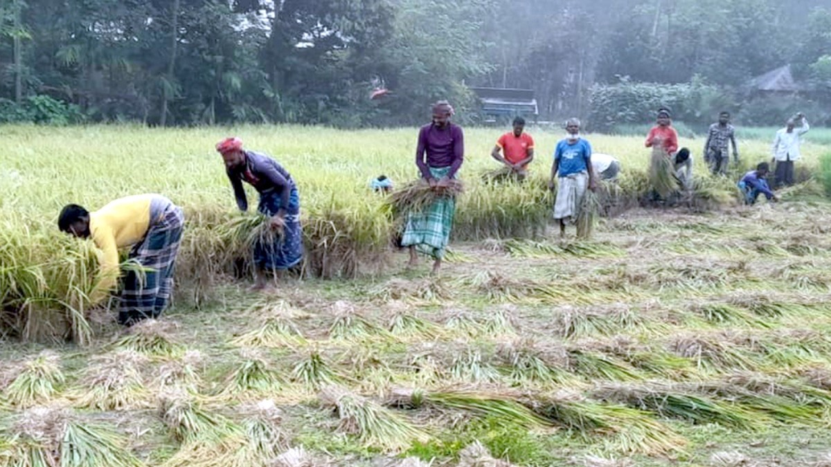 ঘোড়াঘাটে আগাম আমন ধান কাটা শুরু, বাড়তি খরচে কমছে কৃষকের লাভ