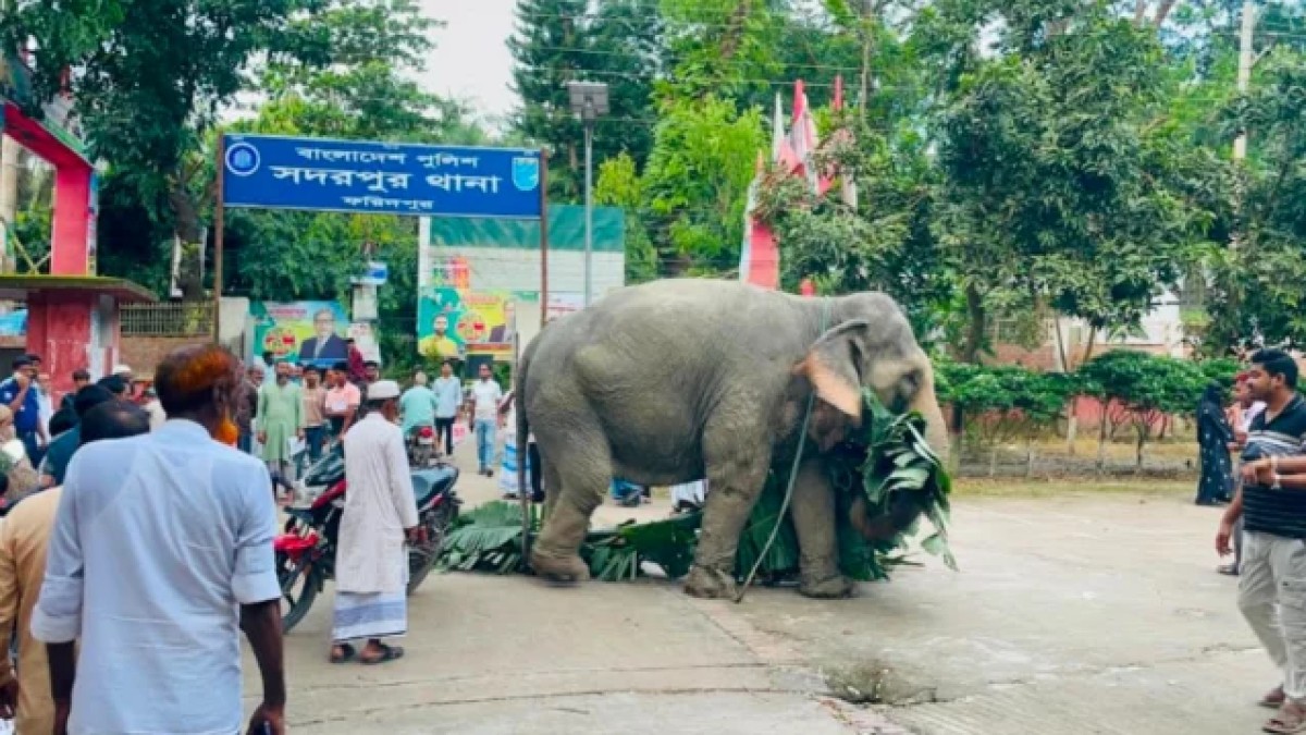 সদরপুর থানায় ৭ দিন আটক থাকার পর মালিকের কাছে ফিরল সেই অপরাধী হাতি