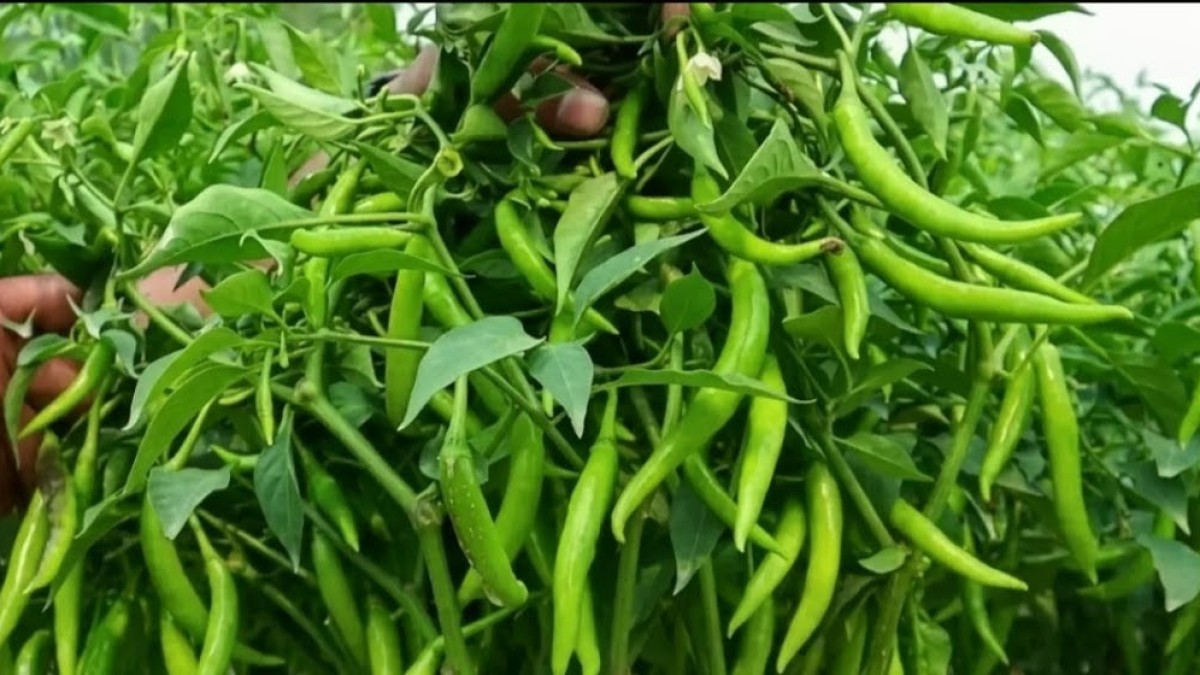 ভারত থেকে সবুজ মরিচ আমদানি অব্যাহত, কয়েক দিনের মধ্যেই কমতে পারে বাজারদর