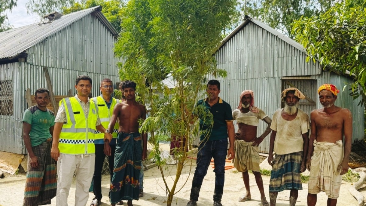 ভূরুঙ্গামারীতে ১৭ ফুট উচ্চতার গাঁজা গাছ উদ্ধার