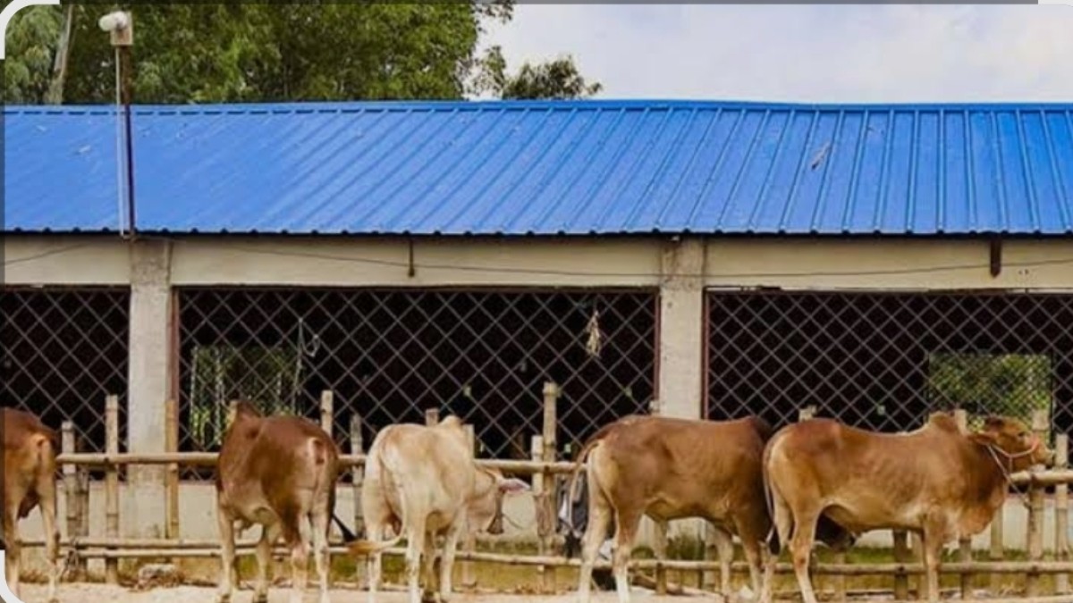 চোরাই পাঁচটি গরু উদ্ধার, ১ পুরুষ ও ২ মহিলা আটক। 