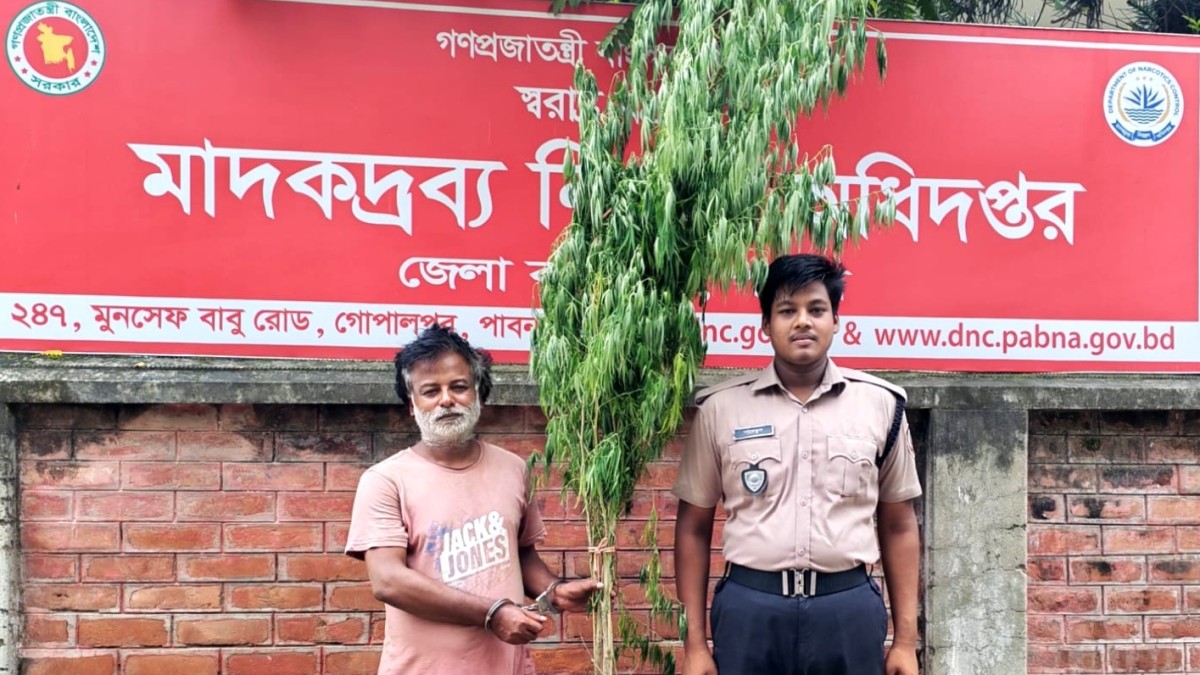 পাবনায় ৯ ফুট গাঁজা গাছসহ একজন গ্রেপ্তার, আরও ৫ মাদকসেবীর কারাদণ্ড 