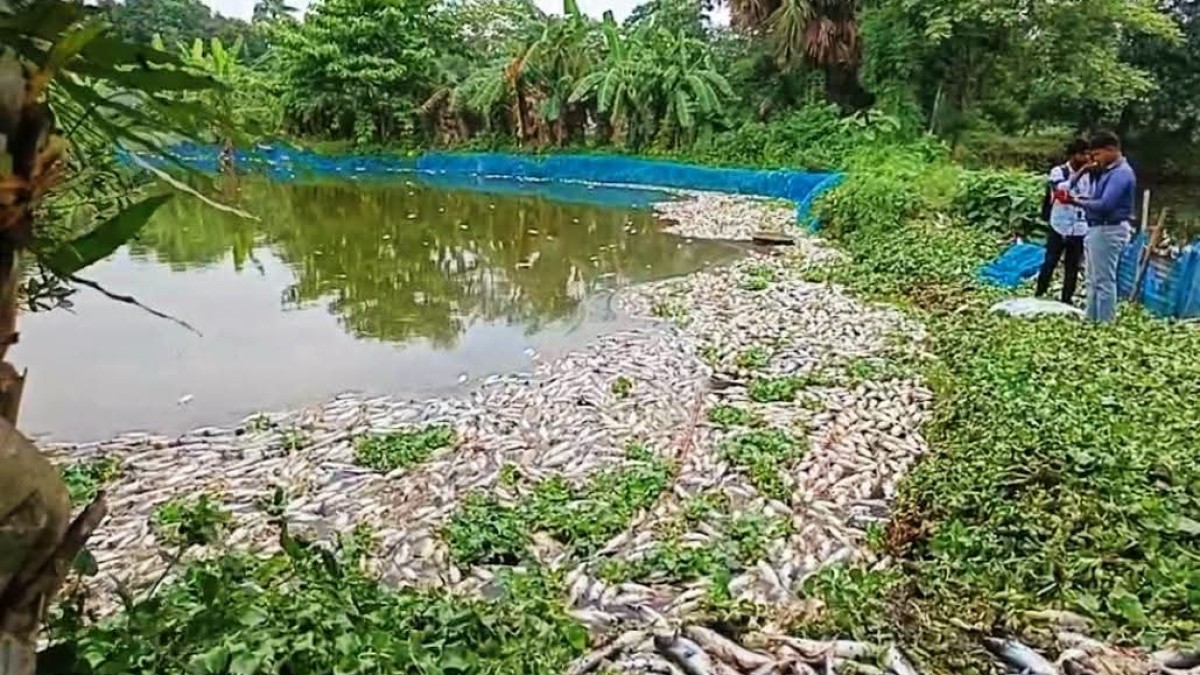 শ্রীপুরে মাছের খামারে বিষ প্রয়োগের অভিযোগ, লাখ টাকার ক্ষতির আশঙ্কা