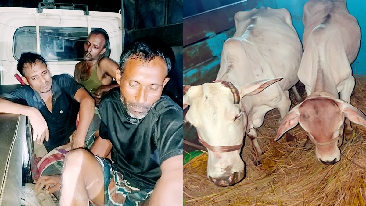 কুমারখালীতে দুইটি গরু ও তালা কাটার সরঞ্জামসহ আটক তিন