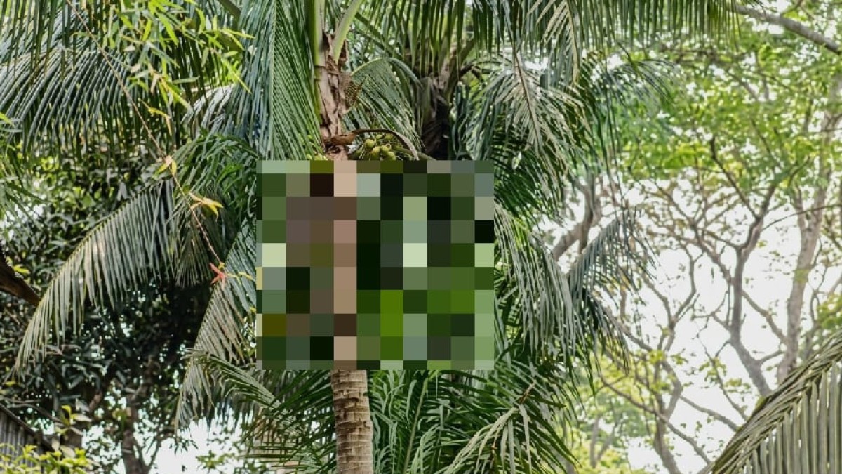 শরীয়তপুর জাজিরায় নারকেল গাছের ডালপালা ছাঁটাই করতে গিয়ে বি/দ্যু/ৎস্পৃ/ষ্টে শ্রমিকের মৃ/ত্যু*