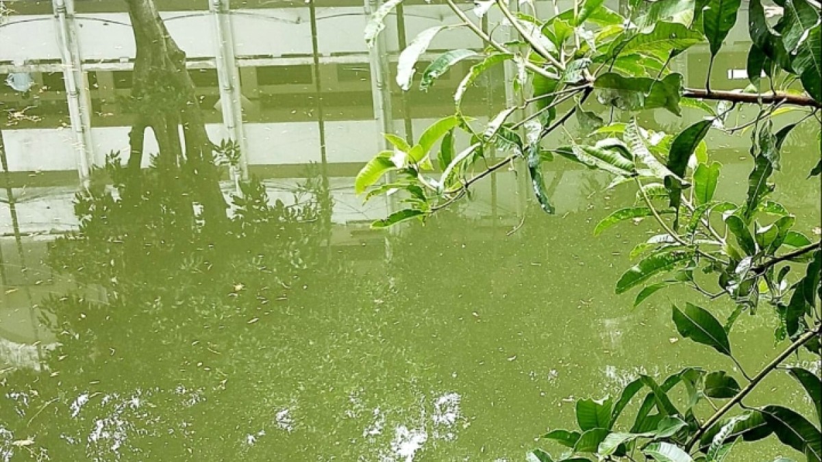 উখিয়া দারোগা বাজারে সরকারি খাস পুকুর ও পথ দখলের অভিযোগ, ব্যবসায়ী ও ক্রেতাদের চরম ভোগান্তি