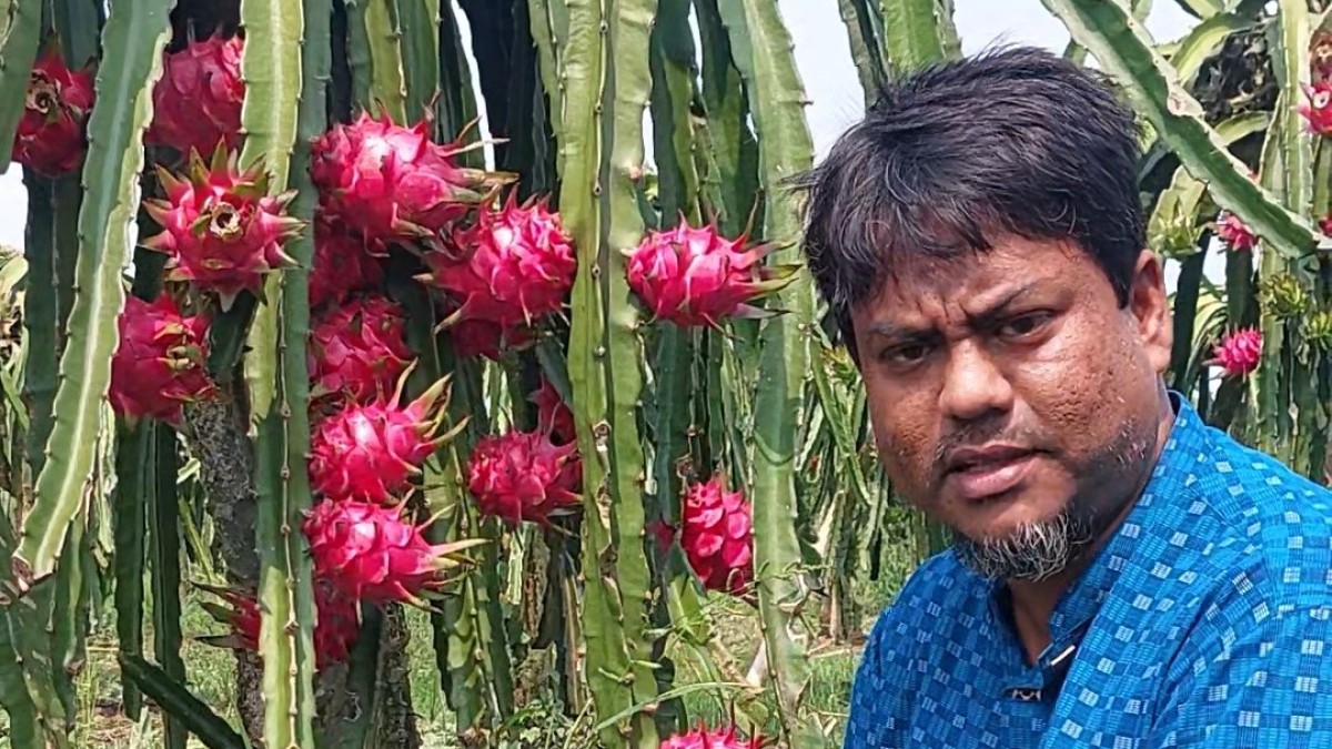 চাকরির ফাঁকে ছয় ভাইরাভাইয়ের ছয় বিঘার ফলবাগান