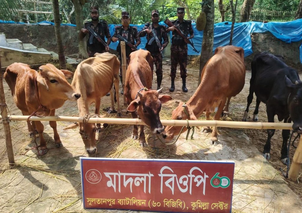 মাদলা সীমান্তে বিজিবির অভিযানে ৮টি ভারতীয় গরু আটক
